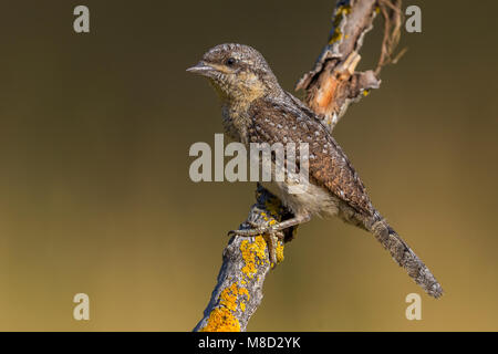 Draaihals; Eurasischen Wendehals Stockfoto