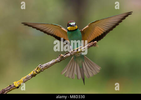 Bijeneter, Europäische Bienenfresser, Merops apiaster Stockfoto