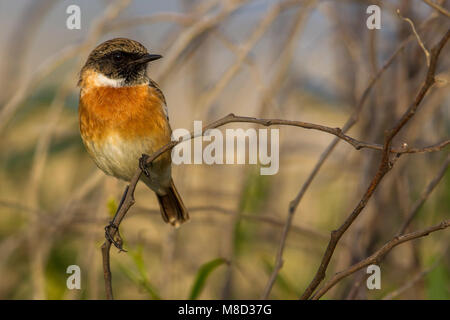 Roodborsttapuit, Europäische Schwarzkehlchen Saxicola torquata, Stockfoto