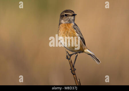 Roodborsttapuit, Europäische Schwarzkehlchen Saxicola torquata, Stockfoto