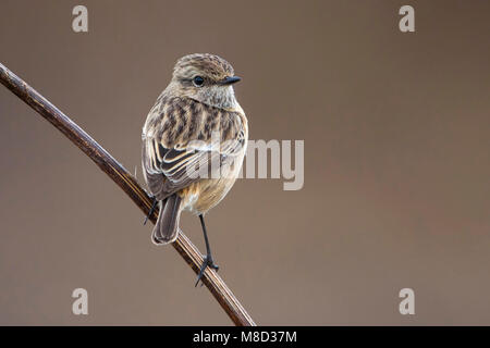 Roodborsttapuit, Europäische Schwarzkehlchen Saxicola torquata, Stockfoto