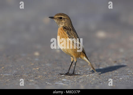 Roodborsttapuit, Europäische Schwarzkehlchen Saxicola torquata, Stockfoto