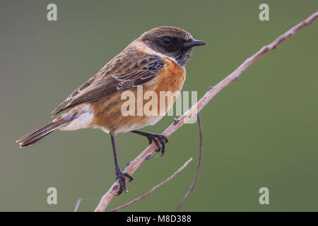 Roodborsttapuit, Europäische Schwarzkehlchen Saxicola torquata, Stockfoto