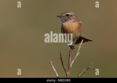 Roodborsttapuit, Europäische Schwarzkehlchen Saxicola torquata, Stockfoto