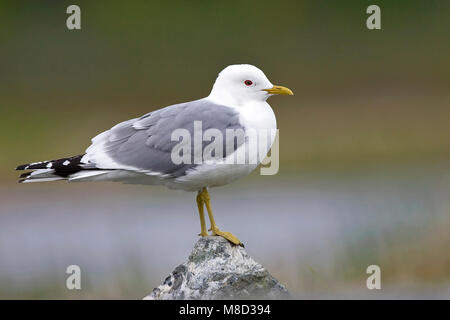 Nach Zucht Anchorage, AK Mai 2009 Stockfoto