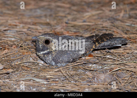 Nach Pima Co., AZ Mai 2014 Stockfoto