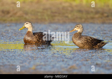 Erwachsene Männchen (l) und weibliche (r) Galveston, TX.de April 2011 Stockfoto