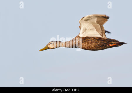 Erwachsene männliche Galveston, TX.de April 2011 Stockfoto