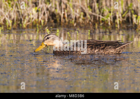 Erwachsene männliche Galveston, TX.de April 2012 Stockfoto