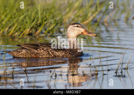 Erwachsene Frau Galveston, TX.de April 2012 Stockfoto