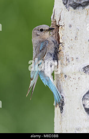 Erwachsene Frau Mono Co., CA Juni 2011 Stockfoto