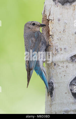 Erwachsenes Weibchen im Nest Mono Co., CA Juni 2011 Stockfoto