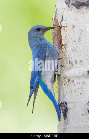 Männchen im Nest Mono Co., CA Juni 2011 Stockfoto