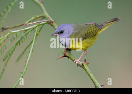 Nach Galveston, TX.de Mai 2005 Stockfoto