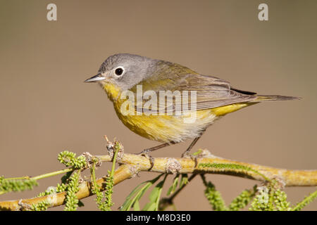 Erwachsene männliche Riverside Co., CA April 2010 Stockfoto