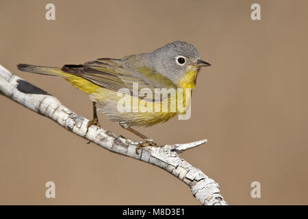 Erwachsene männliche Riverside Co., CA April 2010 Stockfoto