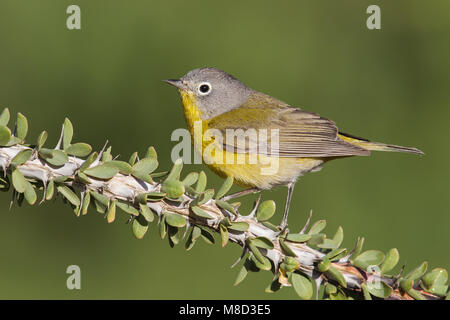 Erwachsene männliche Riverside Co., CA April 2013 Stockfoto