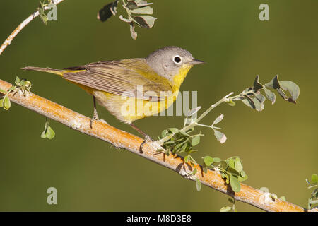 Erwachsene männliche Riverside Co., CA April 2013 Stockfoto