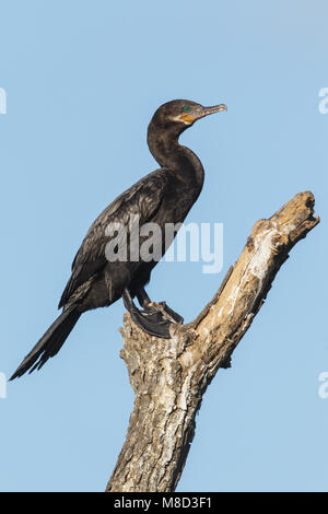 Nach nicht-Zucht Galveston, TX.de April 2012 Stockfoto