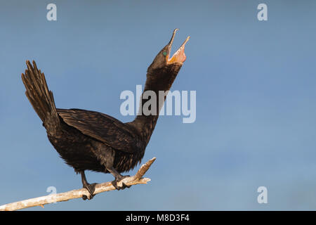 Nach nicht-Zucht Galveston, TX.de April 2012 Stockfoto