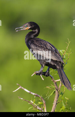 Nach nicht-Zucht Galveston, TX.de April 2012 Stockfoto