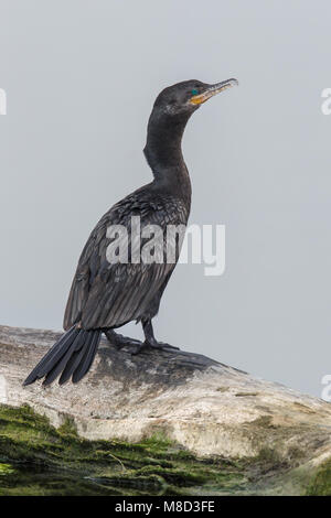 Nach nicht-Zucht Hidalgo Co., TX Februar 2014 Stockfoto