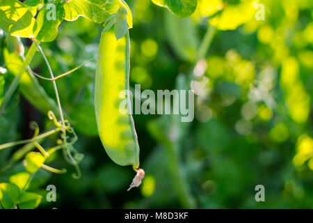 Natürliche Sommer Hintergrund, frische Bright Green pea Pods auf einer Erbse Pflanzen in einem Garten. Stockfoto