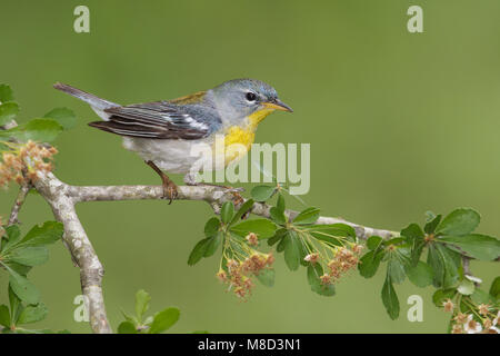 Brilparulazanger, Nördliche Parula Stockfoto