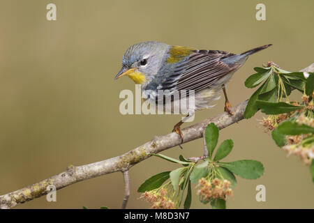 Brilparulazanger, Nördliche Parula Stockfoto