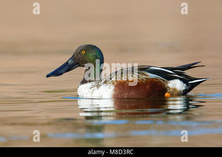 Erwachsene männliche Maricopa Co., AZ Januar 2015 Stockfoto