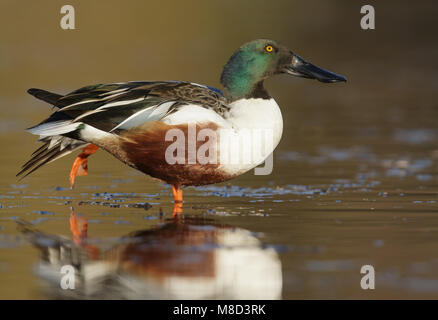 Erwachsene männliche Maricopa Co., AZ Januar 2015 Stockfoto