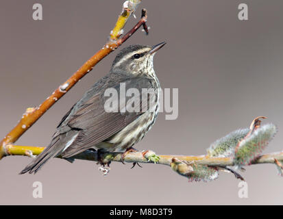 Vogel Bild von Brian E. Kleine Stockfoto