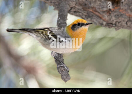 Erwachsene männliche Cochise Co., AZ April 2009 Stockfoto