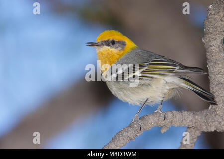 Erwachsene männliche Cochise Co., AZ April 2009 Stockfoto