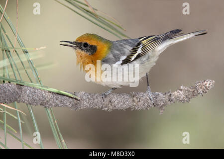 Erwachsene männliche Cochise Co., AZ April 2009 Stockfoto