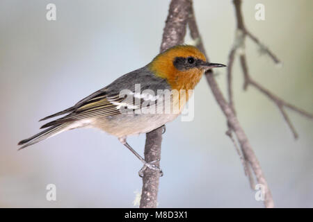 Erwachsene männliche Cochise Co., AZ April 2009 Stockfoto