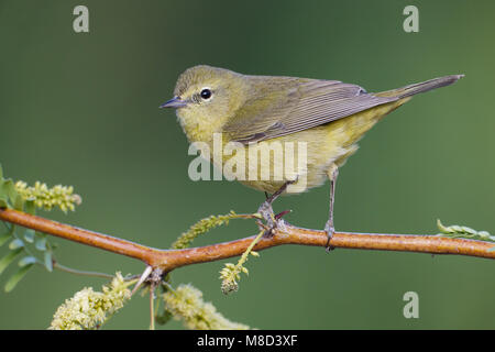 Nach Riverside Co., CA April 2012 Stockfoto