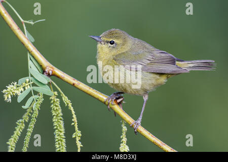 Nach Riverside Co., CA April 2012 Stockfoto