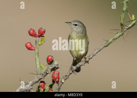 Nach Hidalgo Co., TX Februar 2014 Stockfoto