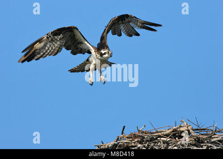 Nach Pinellas Co., FL Februar 2006 Stockfoto