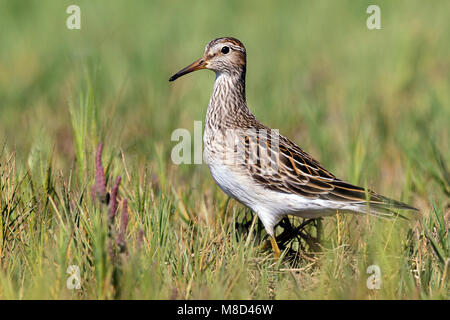 Juvenile Ventura Co., CA September 2012 Stockfoto