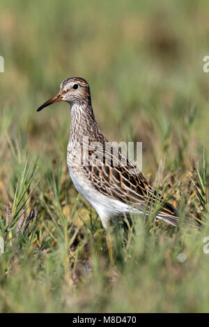 Juvenile Ventura Co., CA September 2012 Stockfoto