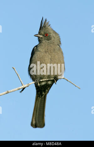 Erwachsene Frau Kern Co., CA Januar 2005 Stockfoto