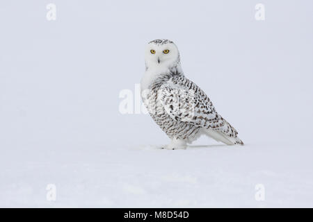 In sneeuw Sneeuwuil zittend; Snowy Owl im Schnee gehockt Stockfoto