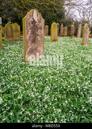 Schneeglöckchen blühen auf dem Friedhof in St. Thomas Becket Kirche Hampsthwaite North Yorkshire England Stockfoto