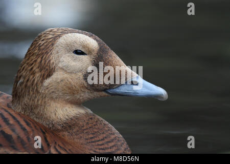 Vrouwtje Brileider close-up; Weiblicher Brillenbär Eider Nahaufnahme Stockfoto