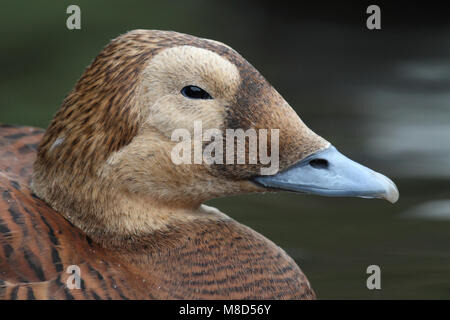 Vrouwtje Brileider close-up; Weiblicher Brillenbär Eider Nahaufnahme Stockfoto