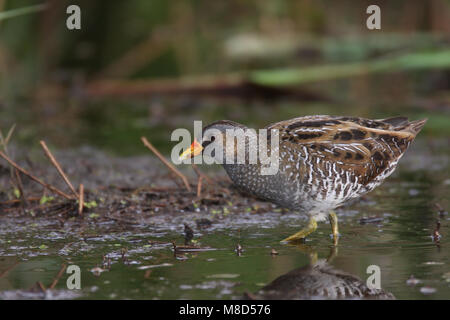 In moeras Porseleinhoen volwassen; Tüpfelsumpfhuhn Erwachsener in Marsh Stockfoto