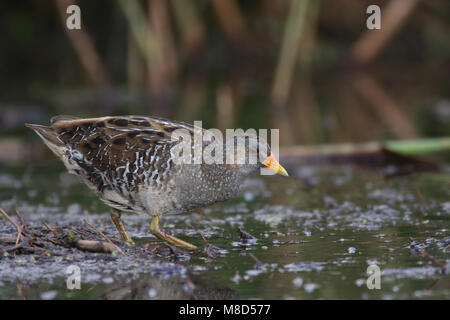 In moeras Porseleinhoen volwassen; Tüpfelsumpfhuhn Erwachsener in Marsh Stockfoto