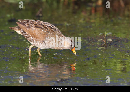 In moeras foeragerend Porseleinhoen volwassen; Tüpfelsumpfhuhn nach Fütterung im Marsh Stockfoto